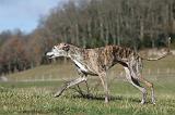 GALGO 007